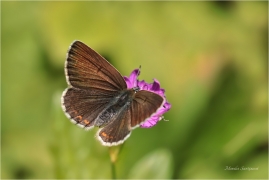 <p>MODRÁSEK BĚLOPÁSNÝ (Aricia eumedon) Slovensko - Slovenský ráj ---- /Storchschnabel-Bläuling/</p>